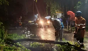 Diguyur Hujan Deras, Dua Pohon Tumbang Tutup Akses Jalan hingga Parkiran Tempat Makan di Kota Bogor