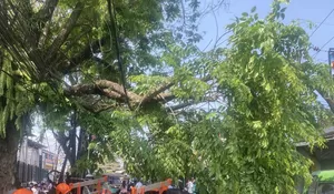 Jalan Cilebut - Bojonggede Sempat Tertutup Pohon Tumbang, BPBD Lakukan Evakuasi