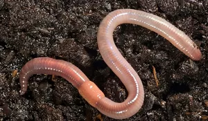 Bahaya Cacingan pada Anak, Kasus Raya Bocah Asal Sukabumi Jadi Pengingat Penting Bagi Orang Tua