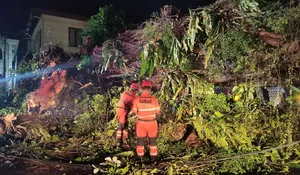Ini Penyebab Pohon Beringin Raksasa Tumbang hingga Tutup Jalan Kapten Muslihat Kota Bogor, Satu Jam Akses Jalan Belum Bisa Dilewati