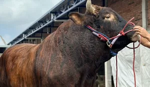 Festival Sapi Jawa Timur 2025 Siap Digelar di Jember, Hadirkan Kolaborasi Peternakan hingga UMKM