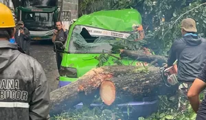 Pohon Tumbang Timpa Angkot di Sukasari Bogor, Kondisinya Ringsek hingga Tak Bisa Digunakan