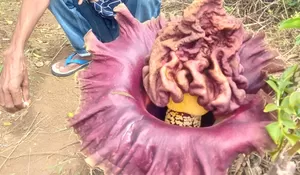 Bunga Bangkai Tumbuh di Kebun Warga di Ciampea Bogor, Kondisinya Sudah Mekar Sempurna