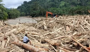 Misteri Kayu Gelondongan Berlabel Kemenhut yang Terdampar di Lampung