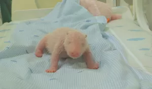 Taman Safari Indonesia Umumkan Kelahiran Bayi Panda ‘Rio’, Tegaskan Perannya Sebagai Lembaga Konservasi yang Kredibel