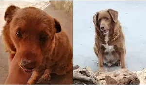 Anjing Tertua Di Dunia Asal Leiria, Portugal, Mati Di Usia 31 Tahun