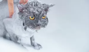 Cara Memandikan Kucing Peliharaan Dengan Benar Di Dalam Rumah