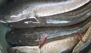 Manfaat Ikan Gabus Untuk Kesehatan: Sumber Nutrisi Berkualitas Tinggi