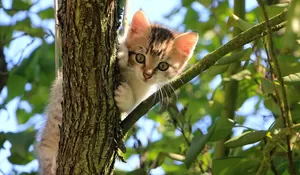 Tips Sukses Dalam Mengadaptasi Kucing Baru Ke Lingkungan Rumah Kita