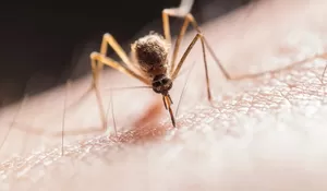 Cara Ampuh Menghindari Atau Membunuh Nyamuk Tanpa Semprotan Kimia