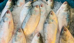 Cara Mudah Mencairkan Ikan Beku Agar Tetap Higienis