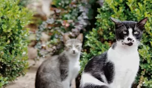 Perbedaan Yang Signifikan Antara Kucing Liar Dan Kucing Peliharaan