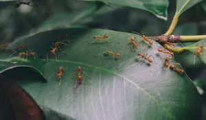3 Cara Alami Mengusir Semut. Dijamin Ga Bakal Balik!