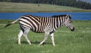3 Fakta Unik Zebra, Hewan Yang Pintar Kamuflase