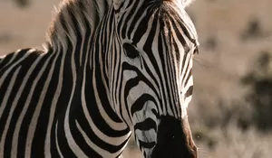 Ini Alasan Kenapa Zebra Memiliki Warna Hitam Dan Putih Di Tubuhnya
