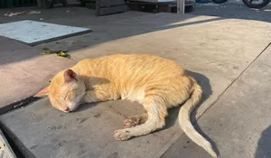 Mengungkap Misteri Kecintaan Kucing Pada Sinar Matahari Pagi