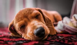 Para Pemelihara Anjing, Ini Caranya Menciptakan Kenyamanan Untuk Anjing Agar Tidur Nyenyak