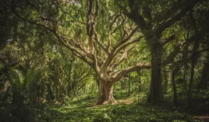 Petunjuk Dan Tips Yang Vital Untuk Bertahan Jika Terjebak Di Hutan Belantara