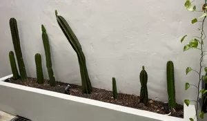 Memelihara Kaktus Di Halaman Rumah, Keindahan Tanaman Yang Tahan Uji