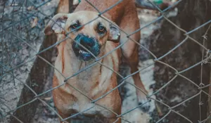 Tips Dan Pedoman Penting Menghindarkan Anjing Peliharaan Dari Perkelahian