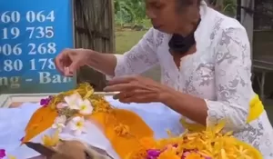 Kebaikan Hati Orang Bali: Anjing Bukan Hanya Penjaga Rumah, Tetapi Teman Sejati