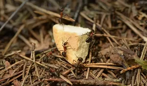 Makanan Yang Disemutin, Apakah Masih Boleh Dimakan? Cek Penjelasan Dokter