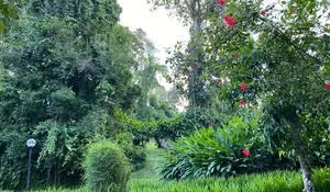 Afsun Pepohonan Di Espa Yeh Panas Penatahan, Memperkaya Keindahan Dan Nuansa Alam Tabanan