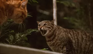 Mengatasi Konflik Antar Kucing, Tips Menciptakan Keharmonisan Di Rumah Anda