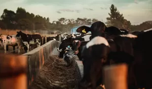 Sepetik Kisah Di Kuningan Dan Senayan Jakarta, Dahulu Tempat Tinggal Para Pengusaha Susu