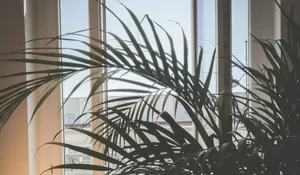 9 Tanaman Hias Penghasil Oksigen Terbaik Yang Wajib Dimiliki Penduduk Perkotaan