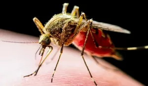 Virus Oropouche Yang Sedang Tersebar Di Brasil Telah Memakan Korban, Berpotensi Jadi Wabah Mematikan Seperti Demam Berdarah