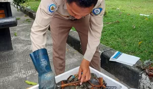 9,3 TON KEPITING BAKAU HIDUP ASAL KALTIM DIEKSPOR KE 3 NEGARA