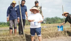 SINERGI PEMKAB PPU DAN TNI TANAM PADI TABELA DI SIDOREJO, DORONG SWASEMBADA PANGAN NASIONAL