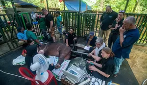 SELAMATKAN SATWA LANGKA DARI KEPUNAHAN, KARANTINA KALTIM KAWAL SAMPEL GENETIK UNTUK PROGRAM BAYI TABUNG DAN BIO BANK