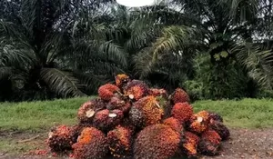 CPO DAN KERNEL MENGUAT, PETANI SAWIT KALTIM NIKMATI KENAIKAN HARGA