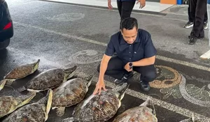 Polda Bali Gagalkan Perdagangan 21 Penyu Hijau di Buleleng, Satu Pelaku Ditangkap