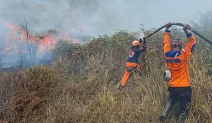 Kebakaran Gunung Kawi Meluas hingga 1.534 Hektare, Petugas Terus Memantau