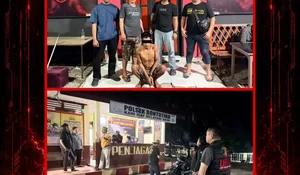 Curnak di Herlang Terbongkar, Resmob Bekuk Terduga Pelaku dan Amankan 2 Sapi