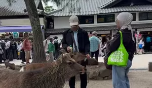 Kronologi Turis Indonesia Viral di Nara Park Jepang, Terciduk Kamera Diduga Sedang Beri Plastik ke Rusa