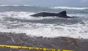 Viral! Hiu Paus Terdampar di Pantai Parangkusumo, Sempat Ditolong Warga Tapi Gagal