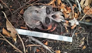 Tim gabungan temukan tengkorak Orangutan di Kalbar, tindakan hukum setelah uji forensik