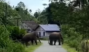 Seorang petani meninggal diduga korban amukan gajah liar di Aceh Tengah