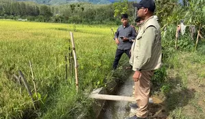 Gayo Lues optimalisasi  lahan sawah terdampak banjir,  panen perdana akhir Oktober 2025
