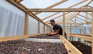Dorong pemulihan ekonomi pascabencana,  Gayo Lues berdayakan petani kopi