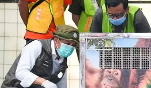 Kemenhut pulangkan Orangutan Sumatera Korban Perdagangan Ilegal dari India