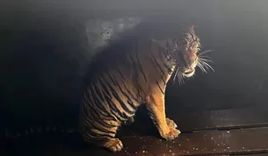  Amankan Harimau Sumatra yang berkonflik dengan manusia di Riau