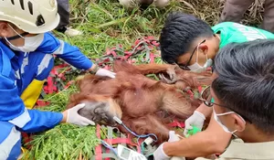 BKSDA evakuasi orangutan betina yang ditemukan warga di Gayo Lues