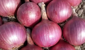 Jangan Kaget! Harga Bawang Merah Blitar Hari Ini Ternyata di Bawah Rata-rata Jatim