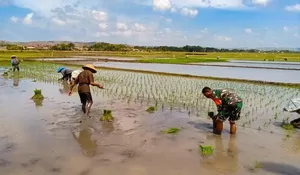 Dukung Swasembada Pangan, Babinsa Koramil 0808/09 Sutojayan Turun Ke Sawah Bantu Petani Tanam Padi