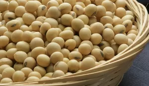 Cek Harga Kedelai Lokal! Blitar dan Kediri Ternyata Beda Rp1.000